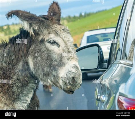 Wild Burros or Donkeys on Wildlife Loop Road blocking traffic in Custer ...