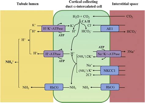 Autosomal dominant distal renal tubular acidosis in two pediatric ...