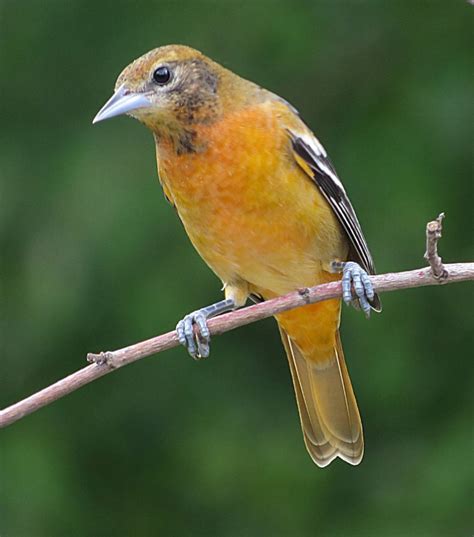 Female Baltimore Oriole | Smithsonian Photo Contest | Smithsonian Magazine