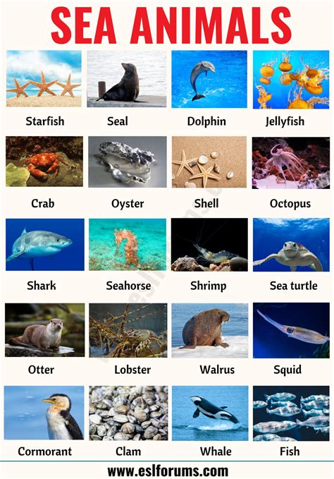 Sea Animals: List of Sea, Ocean Animals - ESL Forums
