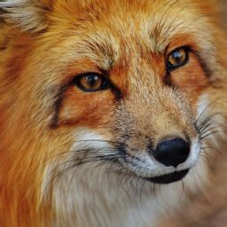 Python vs Large Rabbit Size 的图像结果