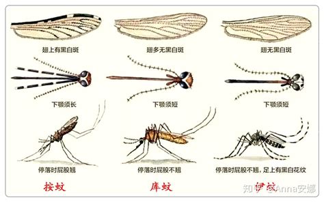 靠谱驱蚊攻略：4中驱蚊成分分析，10点防蚊建议。 - 知乎