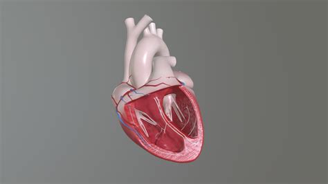 Realistic human half heart - 3D model by eduard.riegel [4e18a60 ...