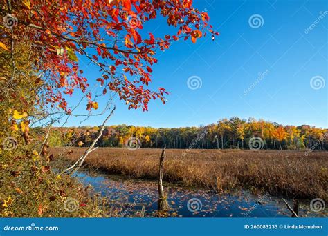 Autumn Landscape Image of the Black Marsh Natural Area is a Wildlands Area. the Swamp is in ...