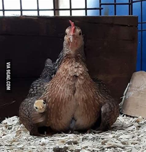 Chick Explodes 的图像结果