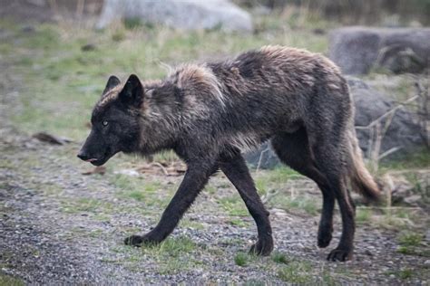Image result for Wolves in Yellowstone Hunting