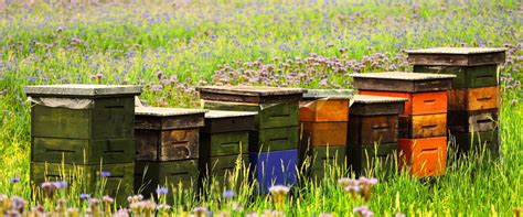 The Critical Role of Precision-Engineered Beeboxes in Beekeeping ...
