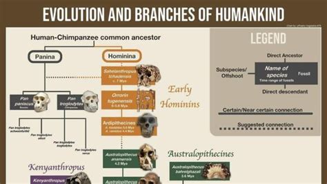 Evolution of Humankind 的图像结果