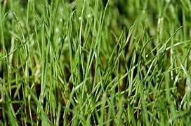 Image result for Rye Grass Weed