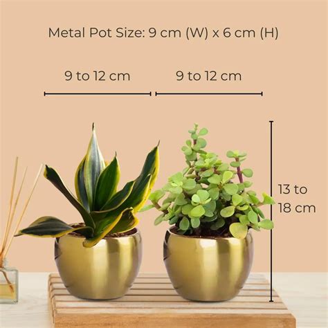 Air Purifying Plants Combo in Metal Pots (Small) – Greenkin