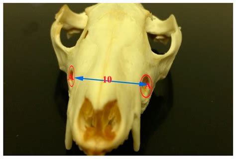Opossum Skull Anatomy
