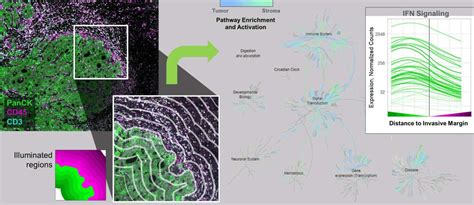 NanoString Spatial Transcriptomics 的图像结果