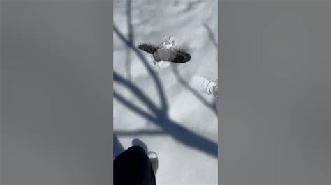 Image result for Snow Window ASMR