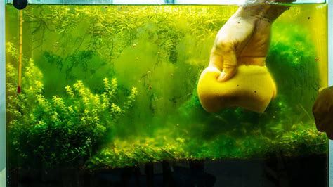 How to Get Rid of Aquarium Algae | Causes, Different Types, & Algae ...