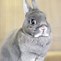 Image result for Baby Netherland Dwarf Rabbit