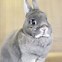 Image result for White Dwarf Hotot Rabbit