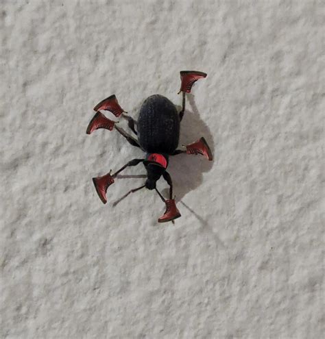 Is it just me or is he dancing.... : r/Weevilswithshoes