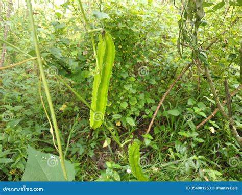 The Winged Bean,with Clipping Path,Winged Beans Contain Carbohydrates ...