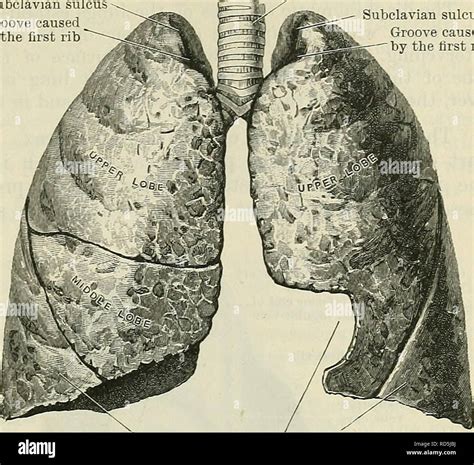 . Cunningham's Text-book of anatomy. Anatomy. THE LUNGS. 1093 The ...