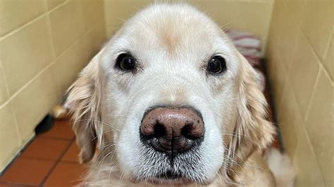 Berkshire Veterinary Hospital Patient Gallery | Vet Clinic In ...