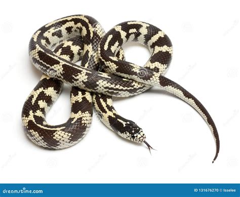 Lampropeltis Getula Californiae