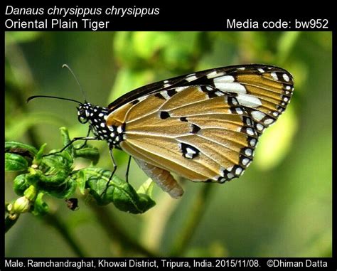 Danaus chrysippus | Butterfly