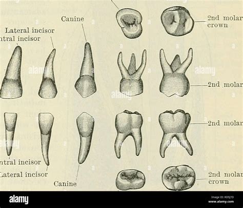 . Cunningham's Text-book of anatomy. Anatomy. DECIDUOUS TEETH. 1121 1st ...