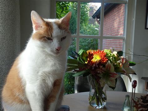 Image result for Bunga API Kucing