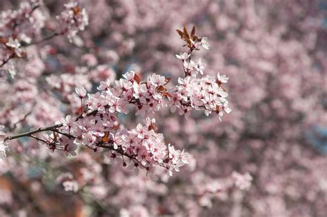 Flowering Plum Tree 的图像结果