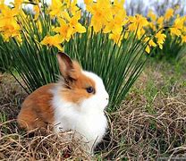 Image result for Spring Baby Animals