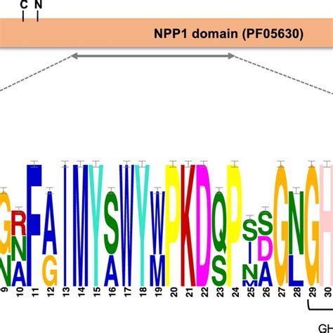 Image result for Structure PyMOL