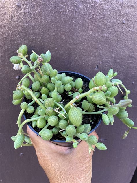 4” Senecio herreianus (string of watermelons) - Garden Supplies - Terra Sol Garden Center ...