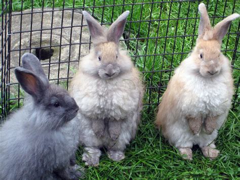 French Angora Rabbit Kits Conference