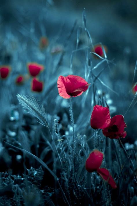 Download wallpaper flowers, background, Maki, section flowers in ...