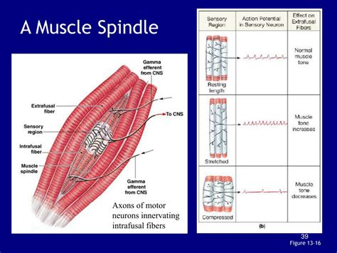 Image result for Muscle Spindle