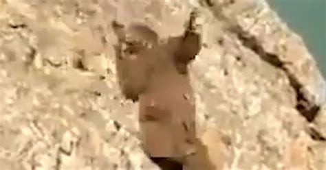 Image result for Bears Falling From Cliffs