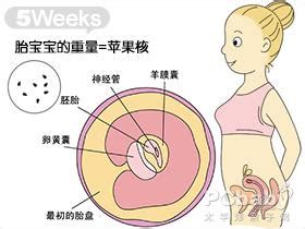 怀孕五周胎儿图,怀孕5周吃什么、注意什么 - 每日头条