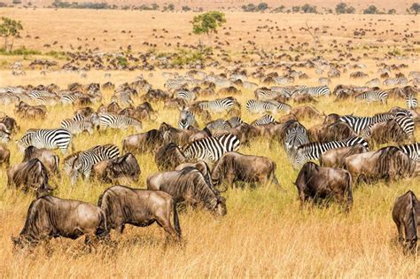 Serengeti migration: fire and rain affect how zebras, wildebeest and ...