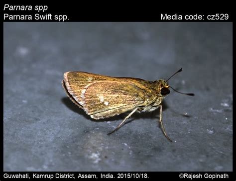 Parnara spp. | Butterfly