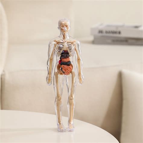 Buy Clear Human Body Structure Model Online in India
