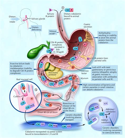 Vitamin B12 Absorption Diagram
