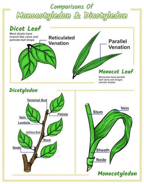Premium Vector | Dicot leaf and monocot leaf
