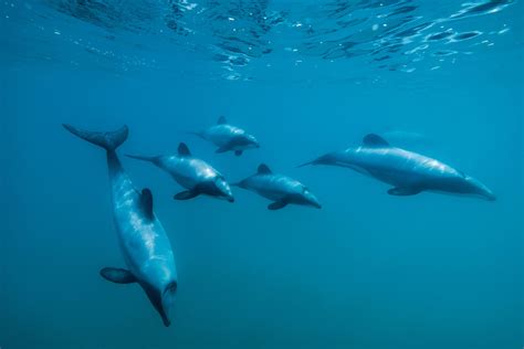 Hectors Dolphin Food Web