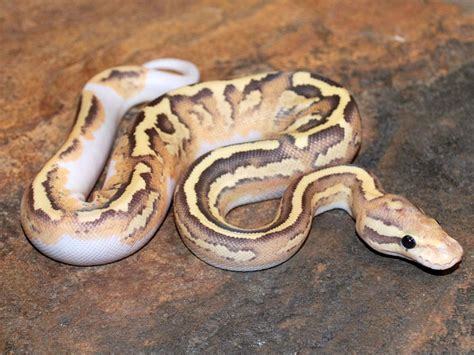 Image result for Inferno Ball Python