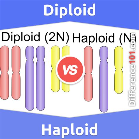 Diploid vs. Haploid: 6 Key Differences, Pros & Cons, Examples ...