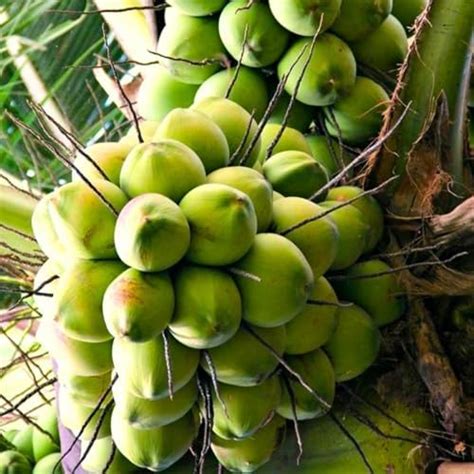 Vietnam Dwarf Green Coconut Palm Tree Live Plant | Hybrid Rare Variety ...