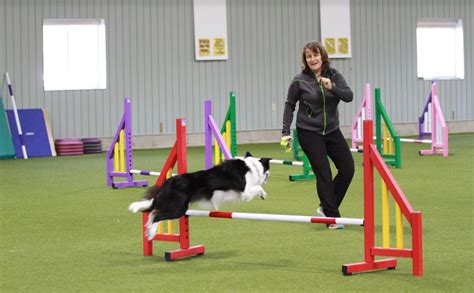 Image result for Agility Training for Dogs
