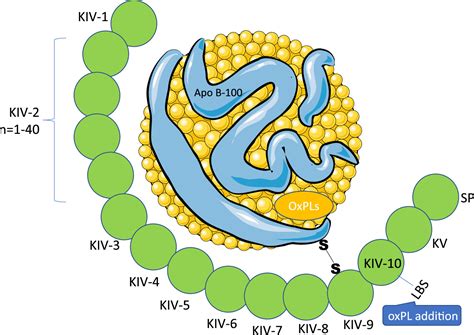 Lipoprotein(a) and inflammation- pathophysiological links and clinical implications for ...