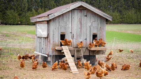 How to set up a chicken coop