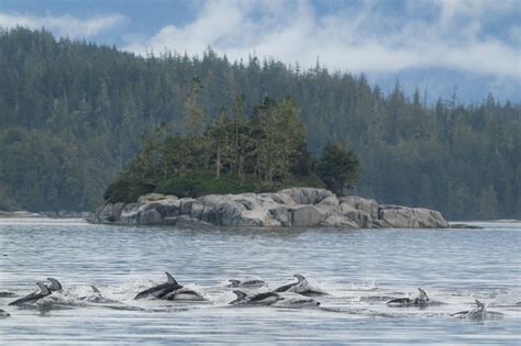 A labour of love: Using photo-identification to track Pacific white ...